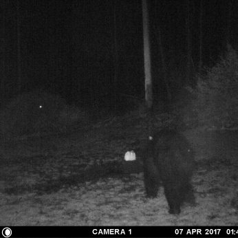 MR BEAR IS GETTING SOMETHING TO EAT.