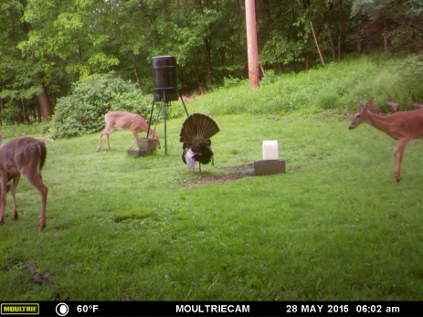 MR. TURKEY IS MORE INTERESTED IN SHOWING OFF THAN EATING.