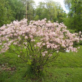 OUR PINK DOGWOOD TREE IN FULL BLOOM.