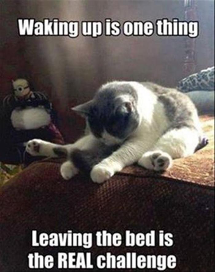 cat-waking-up