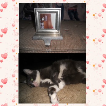 TIGGER WHO WENT TO THE RAINBOW BRIDGE ON 9-11-2015 IS IN THE TOP PICTURE AND DAISY MAE WHO JUST CELEBRATED HER 12TH BIRTHDAY IS IN THE BOTTOM PICTURE.