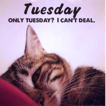 47495-only-tuesday
