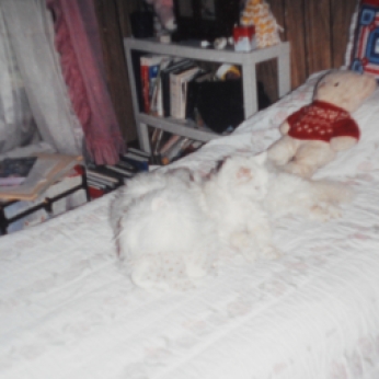 SNOWBALL ON MY BED WITH SNOOWPUFF MY STUFFED CAT AND TEDDY BEAR.