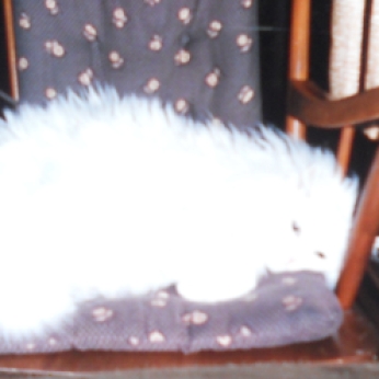 SNOWBALL MAKING HERSELF FIT ON THE ROCKING CHAIR.