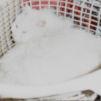 SNOWBALL IN THE LAUNDRY BASKET.