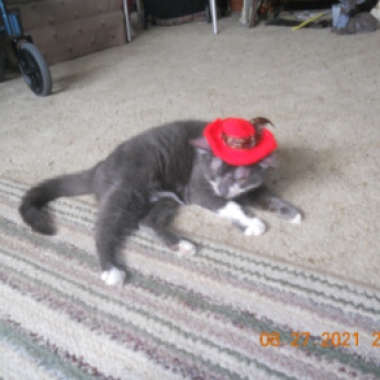 DAISY MAE IN HER RED HAT AFTER BECOMING A CROTCHETY COUGAR.
