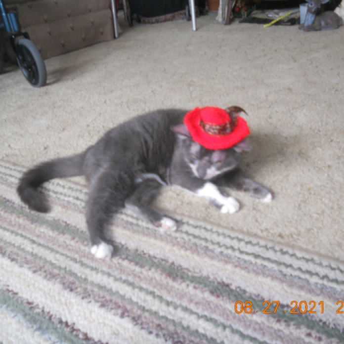 DAISY MAE IN HER RED HAT AFTER BECOMING A CROTCHETY COUGAR.
